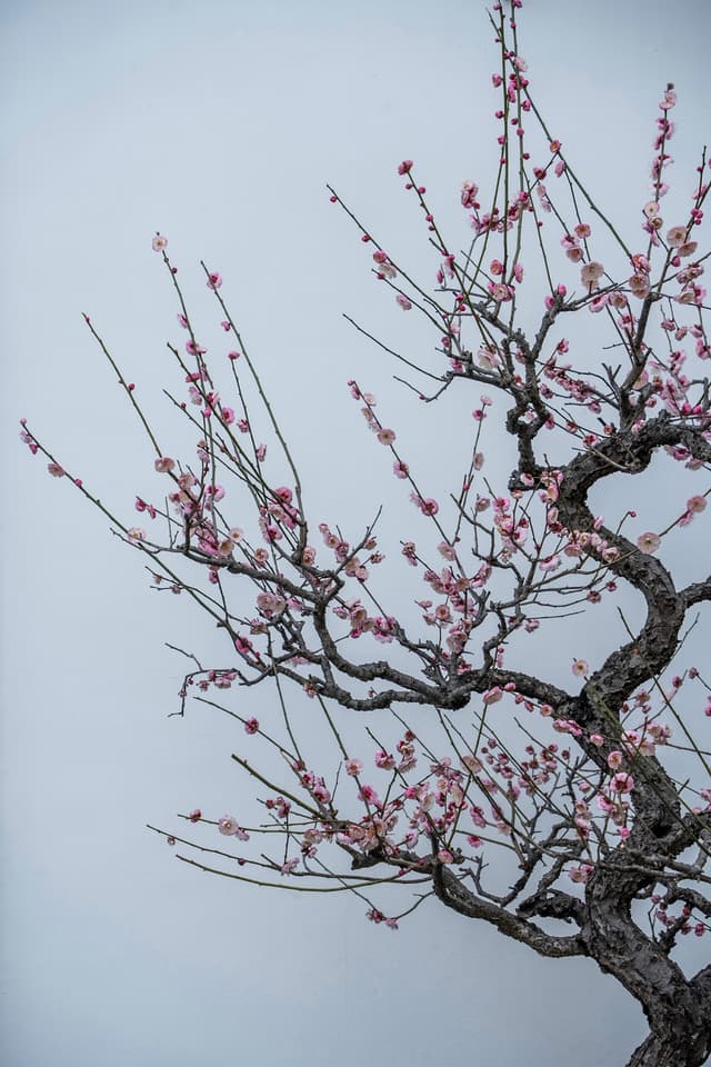 杭州植物园 · 寒梅疏影