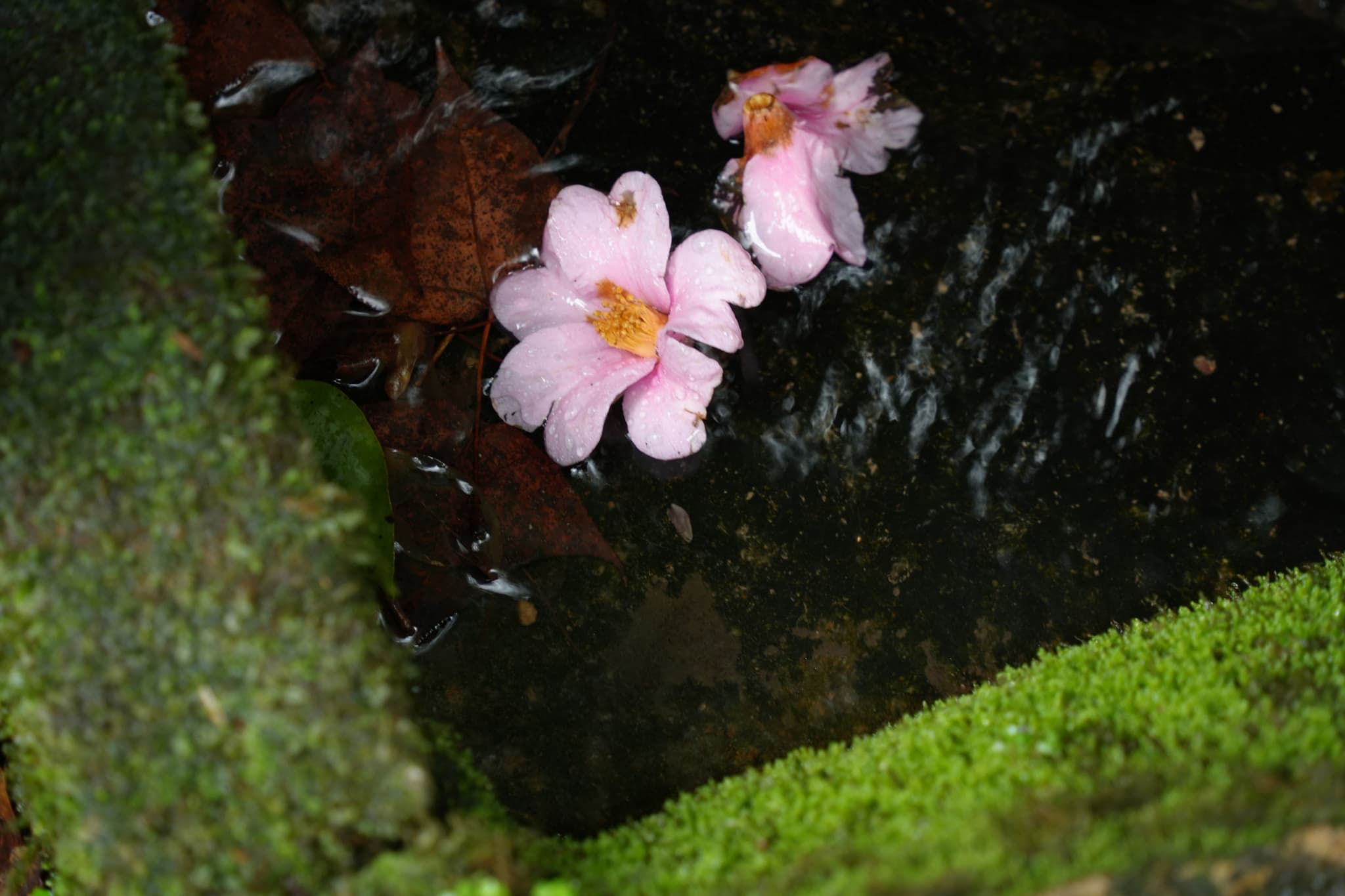 虎跑 · 幽泉落花