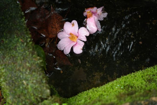 虎跑 · 幽泉落花