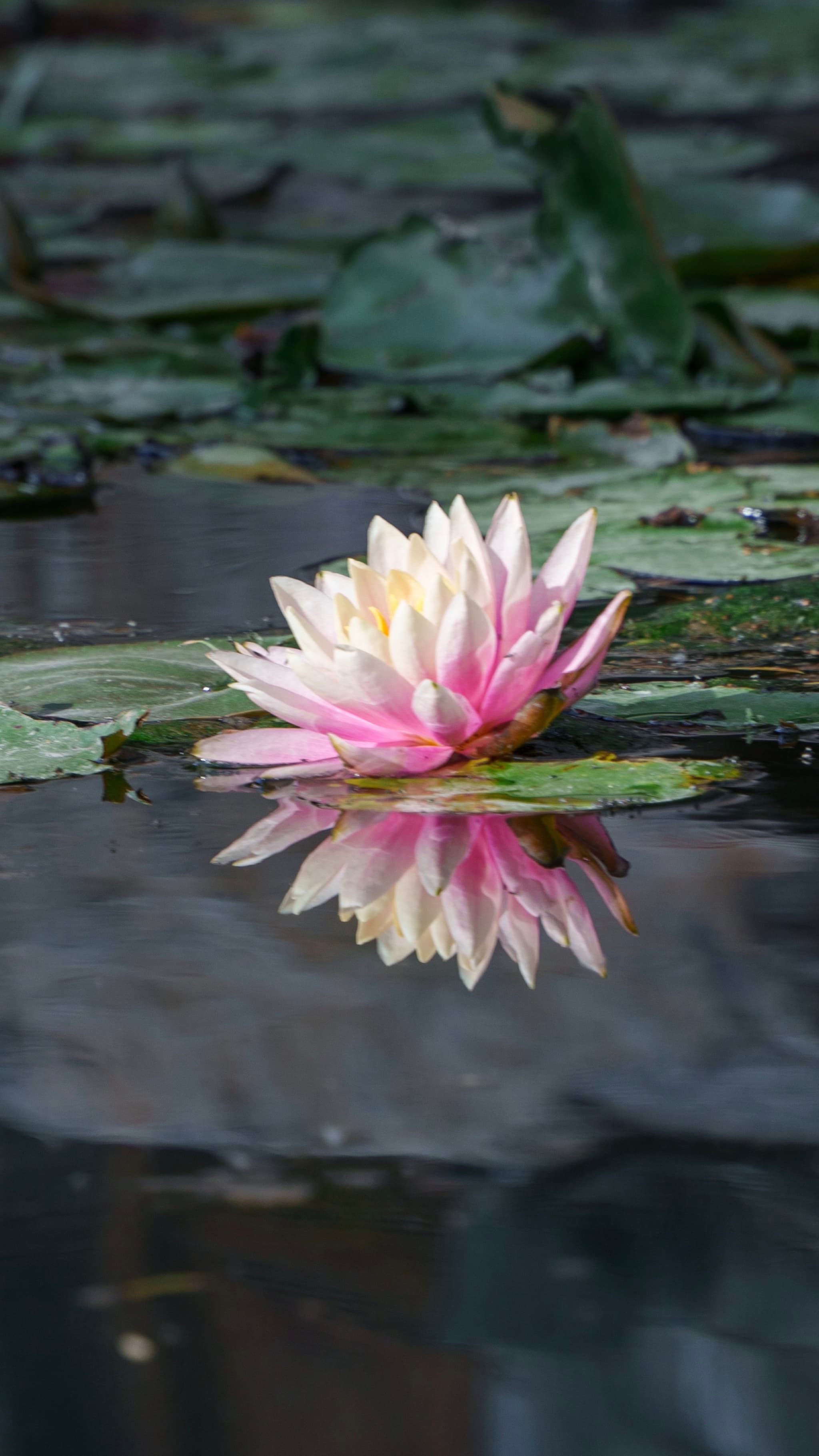 明泉古镇 · 静水芙蓉