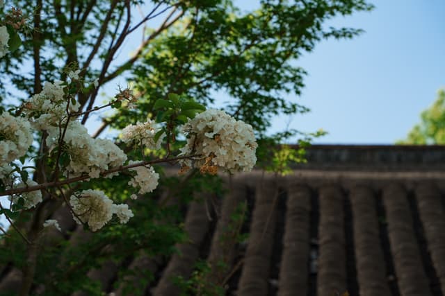 西溪湿地 · 青瓦琼花