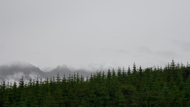 卓尔山 · 雾隐林海