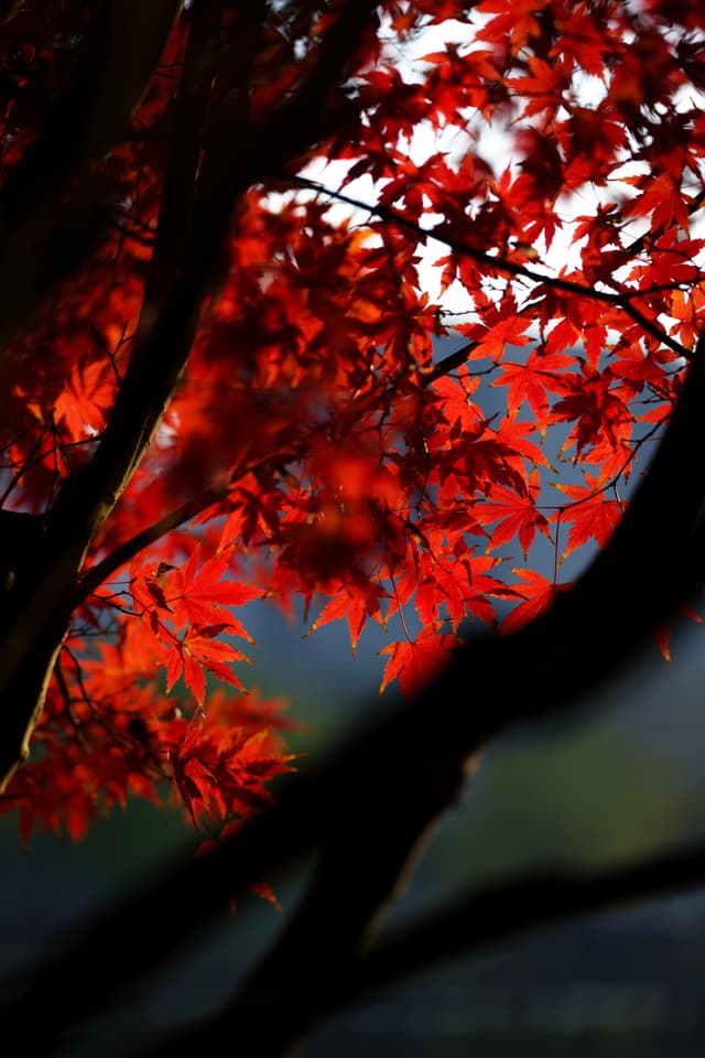 鄞州公园 · 秋枫暗香