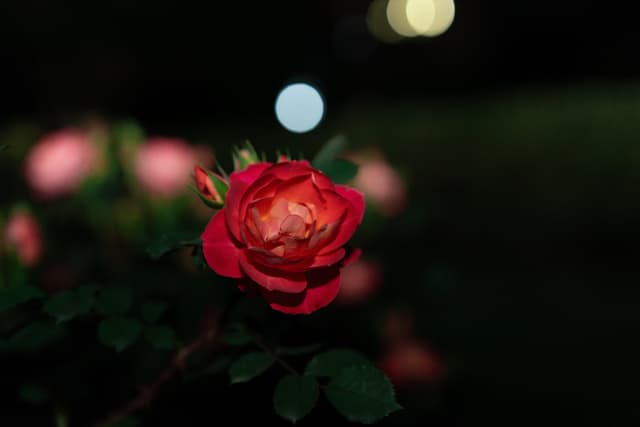 夜色红花