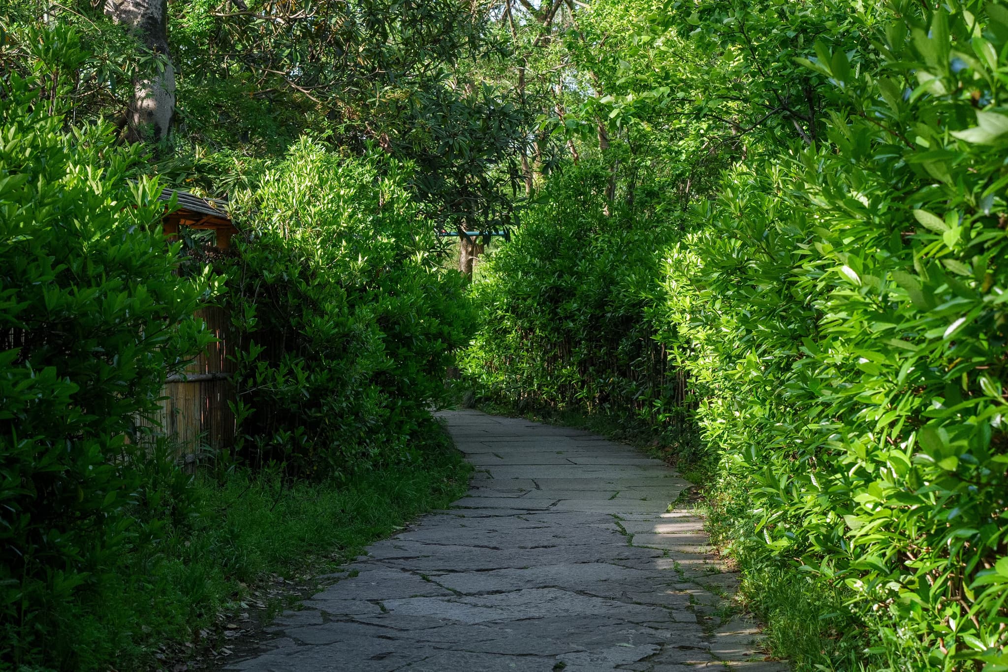 西溪湿地 · 湿地幽径