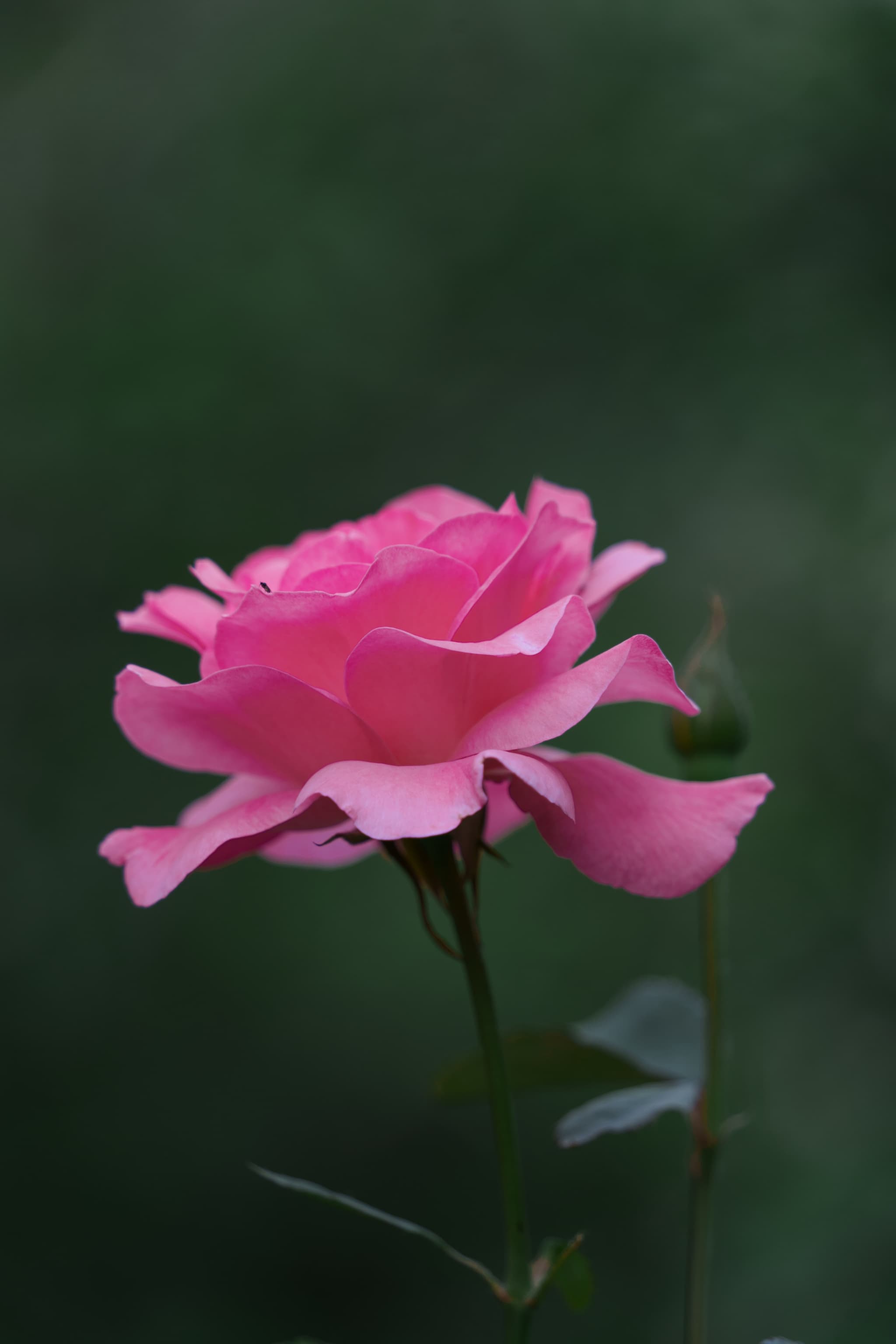 明泉古镇 · 幽粉