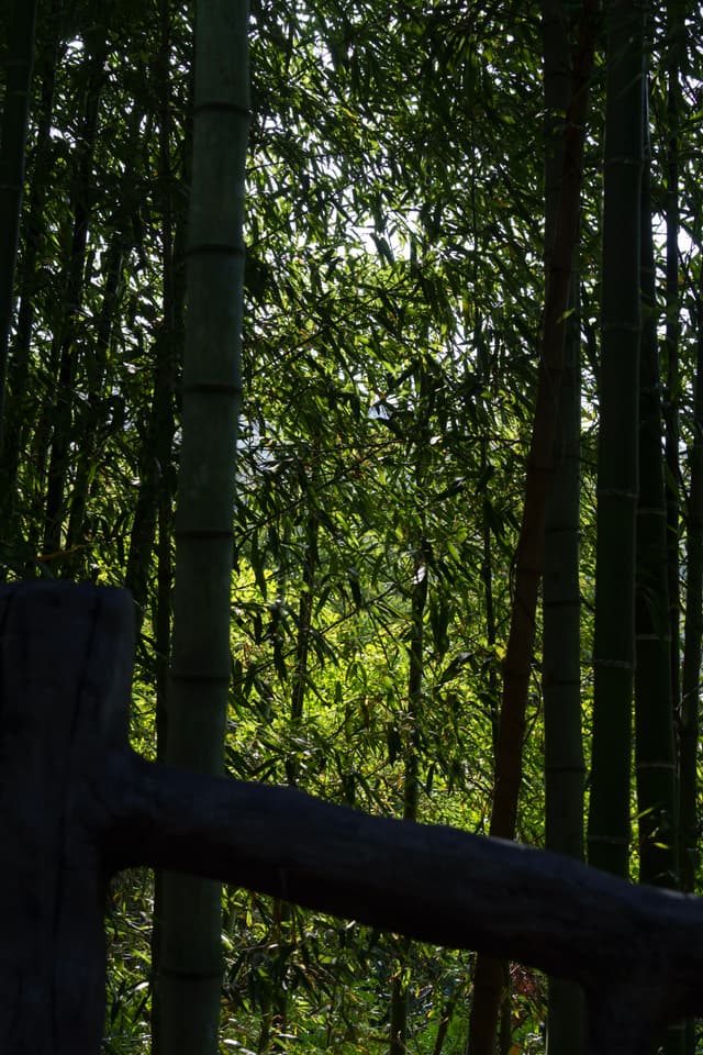 桐庐 · 修竹入幽