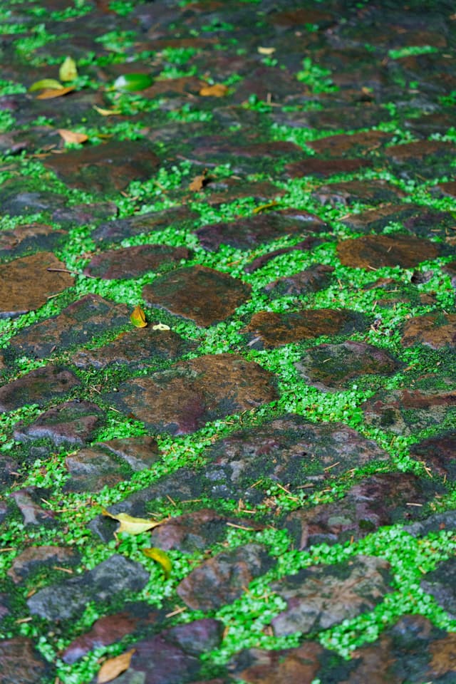云栖竹径 · 青苔石径