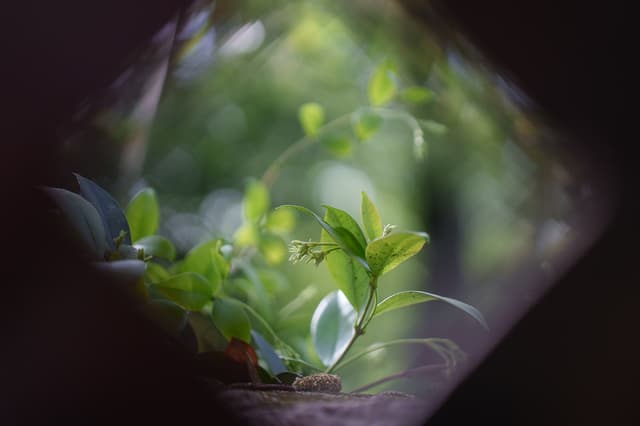 西溪湿地 · 菱窗窥翠