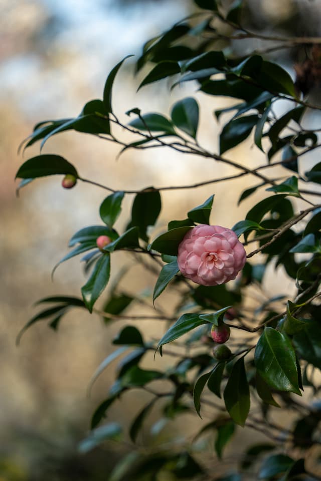 杭州植物园 · 叶底微红