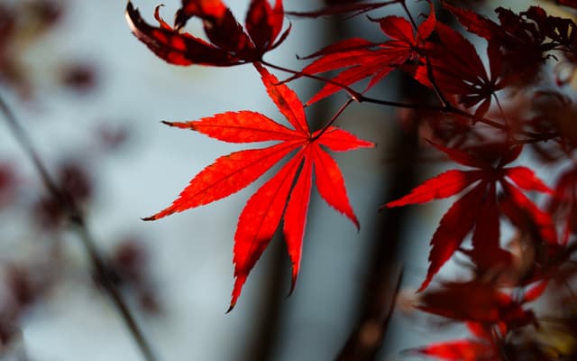鄞州公园 · 红枫初透