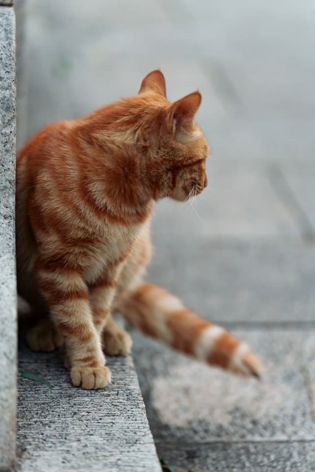 东秦 · 阶边橘猫