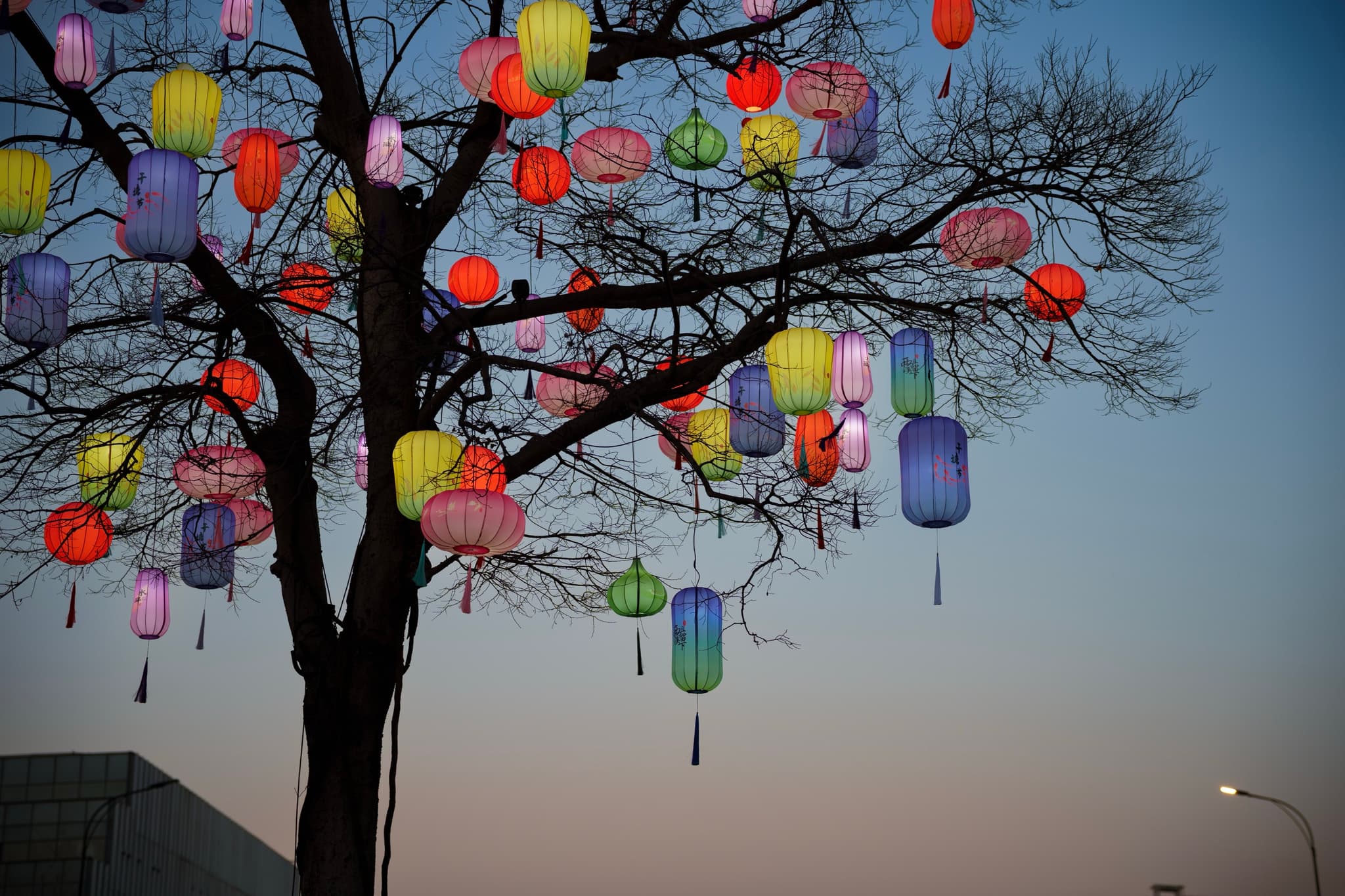 西溪湿地 · 花灯初上